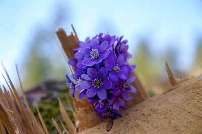 В Самарской области потеплеет до +15 градусов