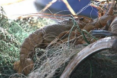 Изменения в закон о рыбалке обсудили эксперты в Самарской области  