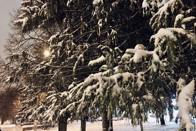 Самарцев предупредили о штрафах за незаконную вырубку елей