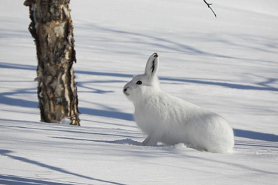 Новосибирский зоопарк подарил Деду Морозу из Великого Устюга пять зайцев-беляков 