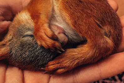 Самарчанка помогла крошечному бельчонку выжить