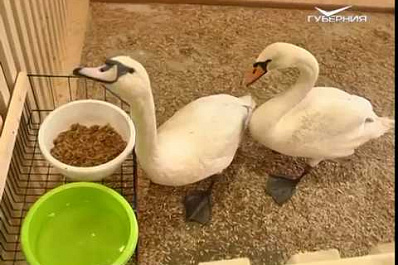 В парке Металлургов открыли лебяжий домик