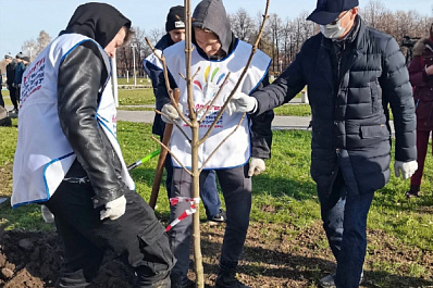 В Тольятти высадили 150 молодых каштанов