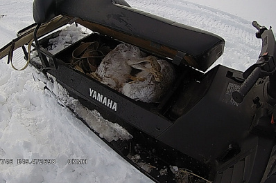 В Самарской области мужчина возил на снегоходе двух мертвых зайцев