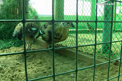 В регионе продолжается строительство питомника самарского зоопарка