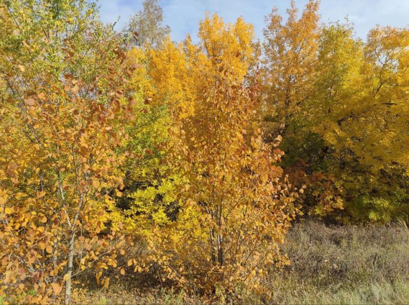 Тольяттинские волонтеры будут лечить городские деревья 