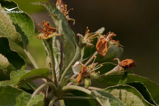 Защита от заморозков. Удачные заметки