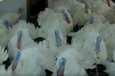 Исаклинский фермер: "Грант дал толчок на развитие и облегчил наш труд"