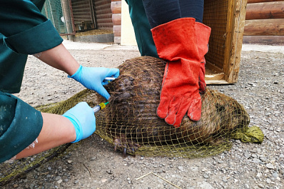 Самарцы спасли бобра от неминуемой гибели