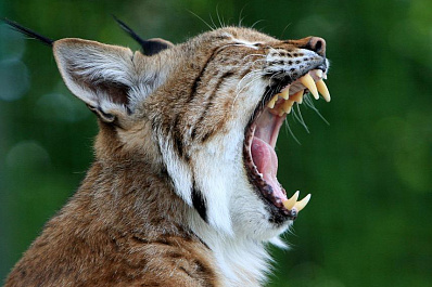 Жителю Самары не разрешили держать в квартире рысь