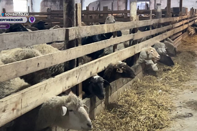 Фермер из Сергиевского района увеличил поголовье крупного рогатого скота благодаря программе "Агростартап"