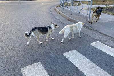 Законопроект о защите от бездомных животных внесен в Госдуму