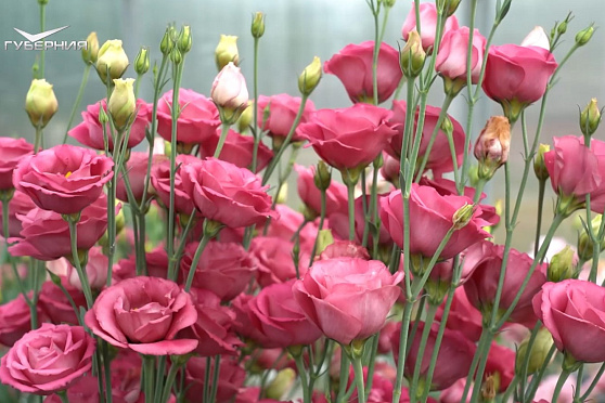 Пересаживаем цветы, анализируем урожайность. Дачные сезоны