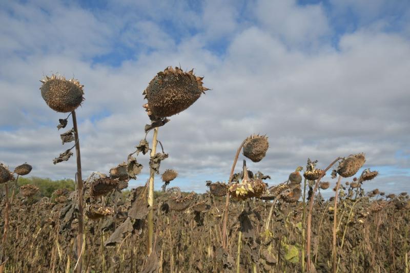 Первый замминистра сельского хозяйства РФ ознакомился с работой крупнейшего производителя подсолнечника