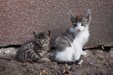 В Новокуйбышевске котят оставили погибать в полиэтиленовом пакете