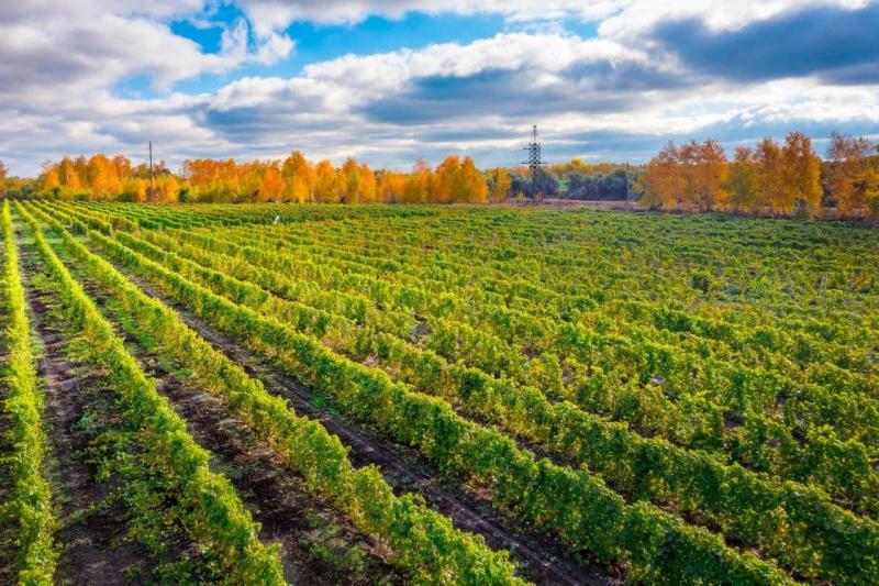 Вячеслав Федорищев поздравил аграриев с Днем работника сельского хозяйства и перерабатывающей промышленности