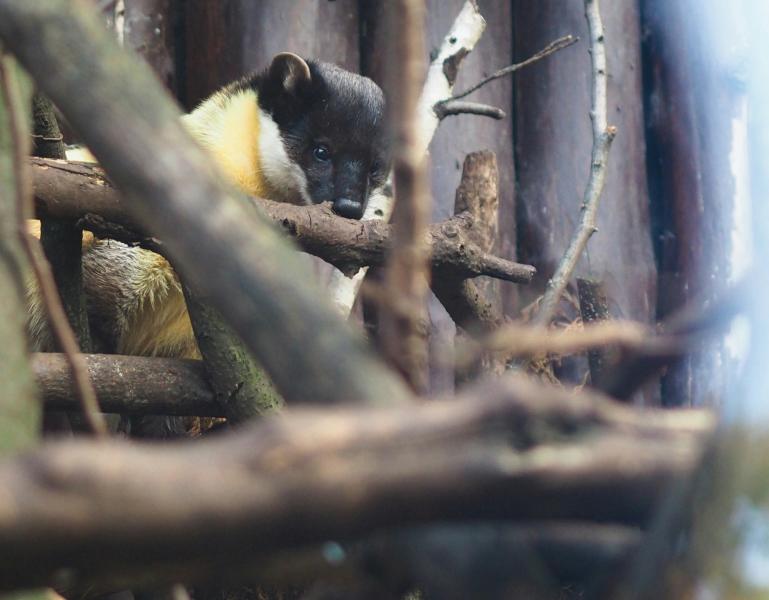 Фотоловушка запечатлела ловкие кульбиты дикой куницы