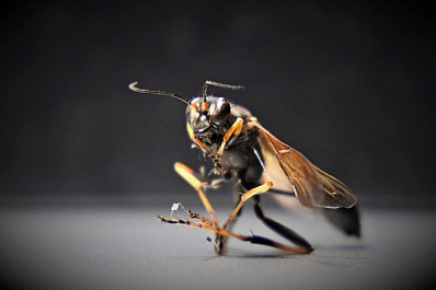 В Самарской области злые осы отомстили мужчине за свое гнездо 