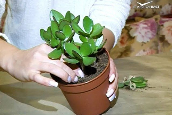 Создаем бонсай своими руками. Удачные заметки от 28.11.2017