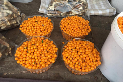 Осенняя сельскохозяйственная ярмарка открылась на площади Куйбышева в Самаре