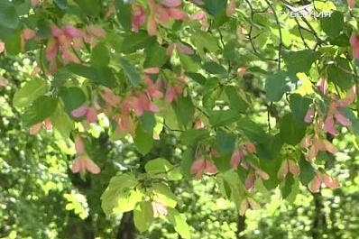 Какая погода ждёт жителей Самарской области на выходных