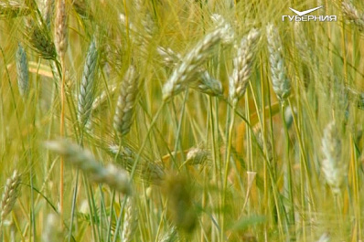 В Самарской области ученые Института географии РАН оценили региональные практики восстановления плодородия почв