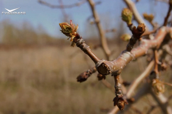 Прививка и перепрививка деревьев. Удачные заметки 