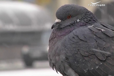 В Самарскую область пришли сретенские морозы