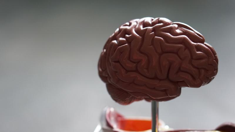 Медики составили топ-7 продуктов, полезных для сосудов головного мозга