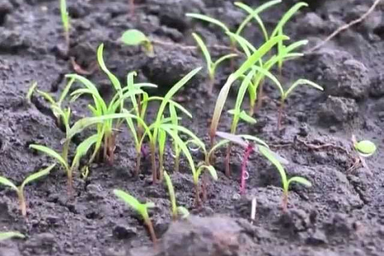 Дачные советы 17.05.2012