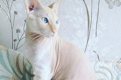 В Сызрани кот спас семейную пару от пожара