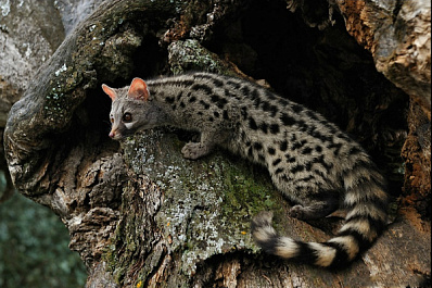 В самарском зоопарке появился необычный зверек