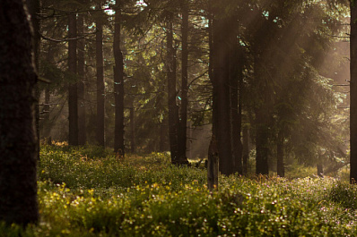 В Самарской области до 8 августа сохранится угроза лесных пожаров