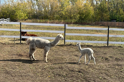 Основатели тольяттинского пикник-парка планируют построить глэмпинг с господдержкой