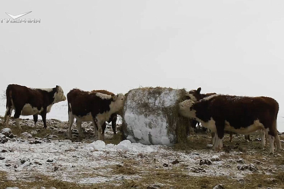 Фермеры - бойцам СВО. Агрокурьер