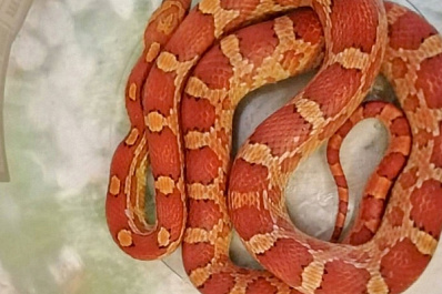 К побегу причастен кот: стало известно, как у жительницы Тольятти в кровати оказалась змея 