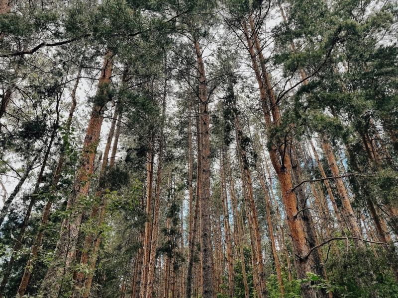 Фотоловушка запечатлела медведей в лесу 