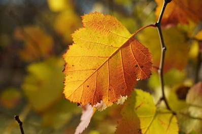 Народные приметы на 11 ноября 2025 года: что нельзя делать в этот день