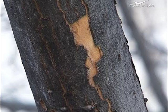 Обработка сада и подготовка теплицы. Удачные заметки от 17.04.2018