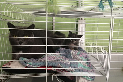 Социальный проект "Дорога добра": как в Самарской области помогают приютам для животных