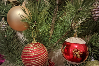 Стало известно, где и когда в Отрадном будут продавать новогодние елки