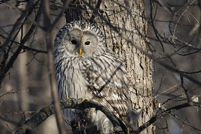 Самарцы повстречали в парке 60-летия Советской власти красавицу-сову