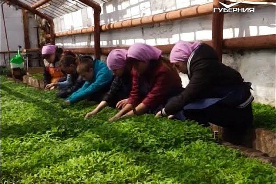 Дачные советы, баклажаны и петуния. Удачные заметки от 06.03.2018