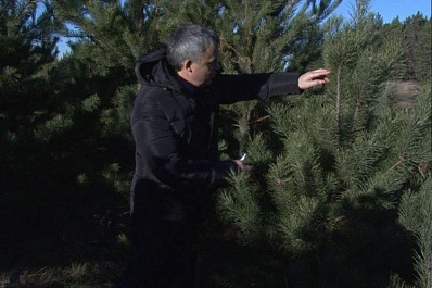 В Тольятти с 10 декабря начнут работать елочные базары