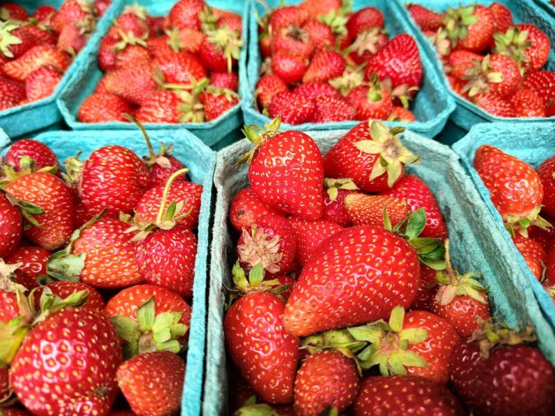 Садовод Анна Скудаева рассказала, как правильно обрезать и подкармливать клубнику