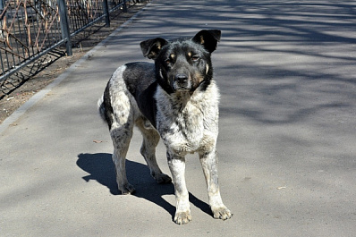 В Самарской области планируют отловить 2 840 бездомных собак до конца года