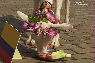 Коза Забияка предсказала победителя матча Сенегал - Колумбия