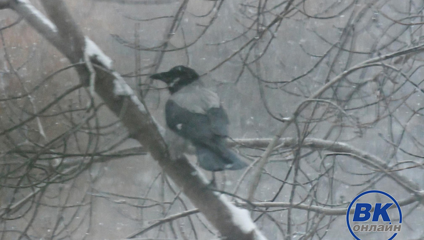 26 января в истории и архиве "ВК"