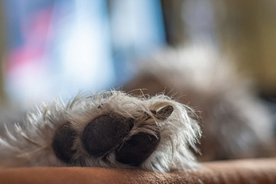 Для воспитанного щенка-обманщика волонтеры ищут дом