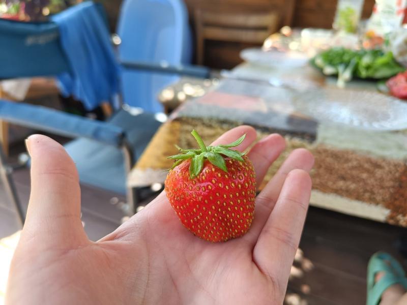 Как защитить клубнику от долгоносика: эффективные методы борьбы с вредителем для дачников